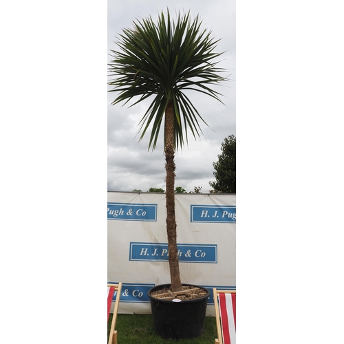 326 - Cordyline hardy evergreen 12ft