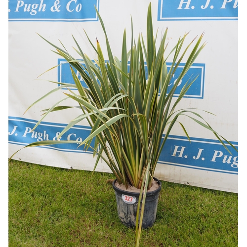 327 - Phormium hardy evergreen 3ft