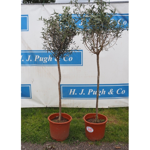 330 - Hardy specimen olive trees 5ft - 2