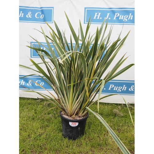 334 - Phormium hardy evergreen 3ft