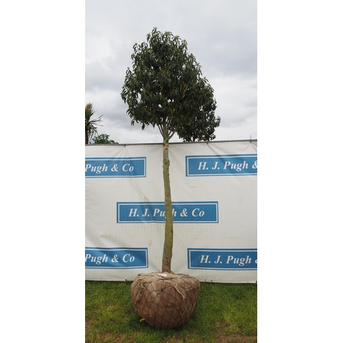 335 - Prunus Lusitanica hardy evergreen rootball 10ft