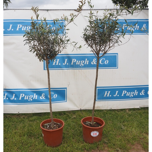 336 - Hardy specimen olive trees 5ft - 2