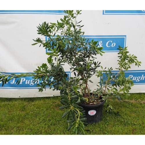 337 - Pittosporum hardy evergreen 3ft