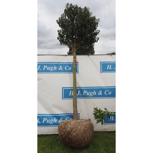 338 - Prunus Lusitanica hardy evergreen rootball 10ft