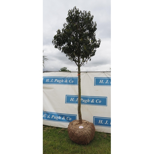 340 - Prunus Lusitanica hardy evergreen rootball 10ft