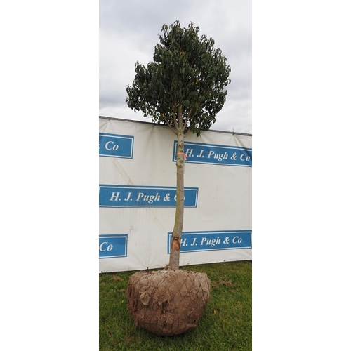 342 - Prunus Lusitanica hardy evergreen rootball 10ft