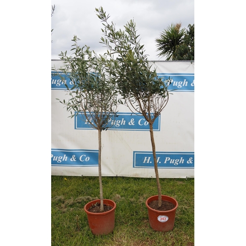 343 - Hardy specimen olive trees 6ft - 2