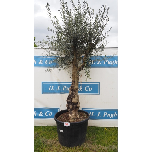 346 - Hardy specimen olive tree 8ft