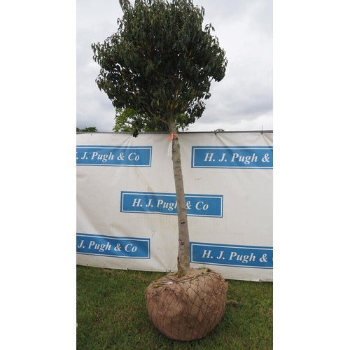 348 - Prunus Lusitanica hardy evergreen rootball 10ft