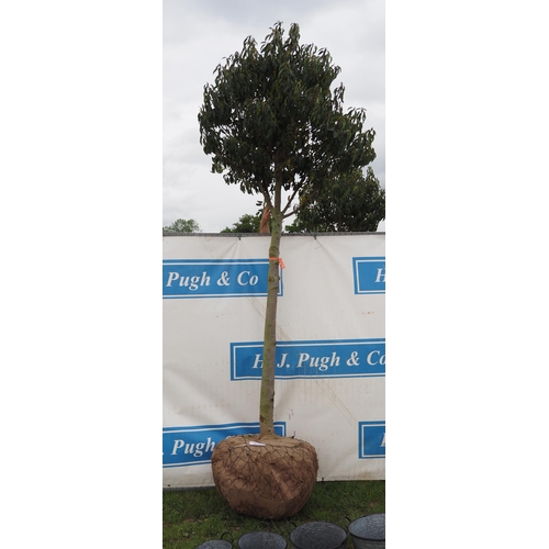 356 - Prunus Lusitanica hardy evergreen 10ft rootball