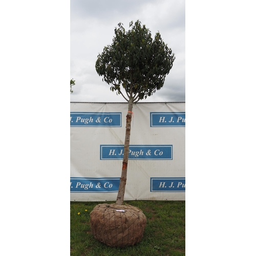 357 - Prunus Lusitanica hardy evergreen 10ft rootball