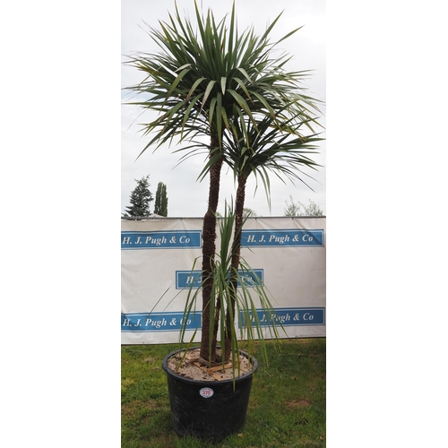 370 - Cordyline hardy evergreen - 12ft