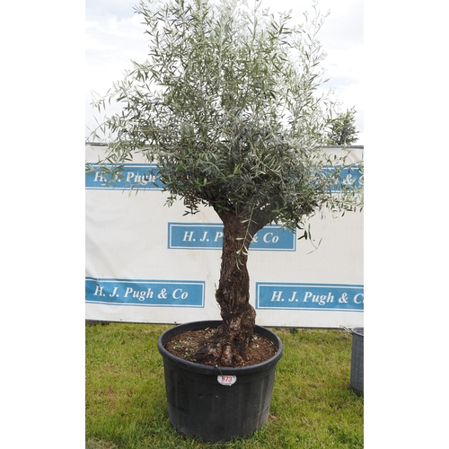 373 - Ancient olive tree - 8ft