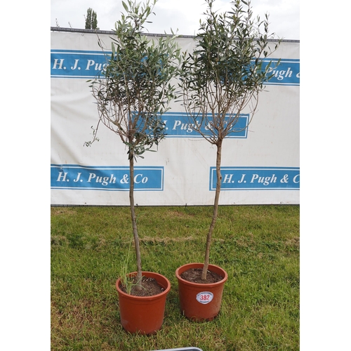 382 - Specimen olive trees 6ft - 2