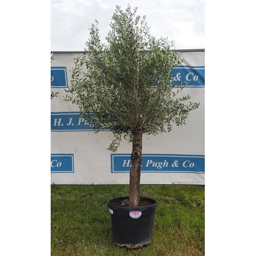 383 - Specimen olive tree 8ft