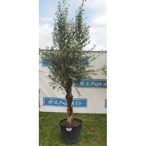 384 - Specimen olive tree 8ft