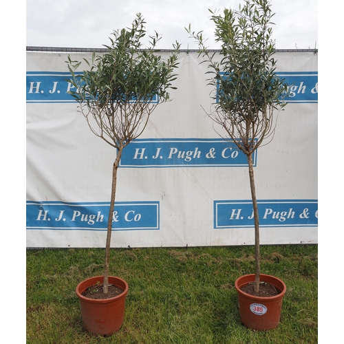 385 - Specimen olive trees 6ft - 2