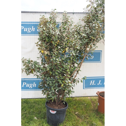 Elaeagnus hardy evergreen 8ft