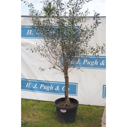 Hardy olive tree 7ft