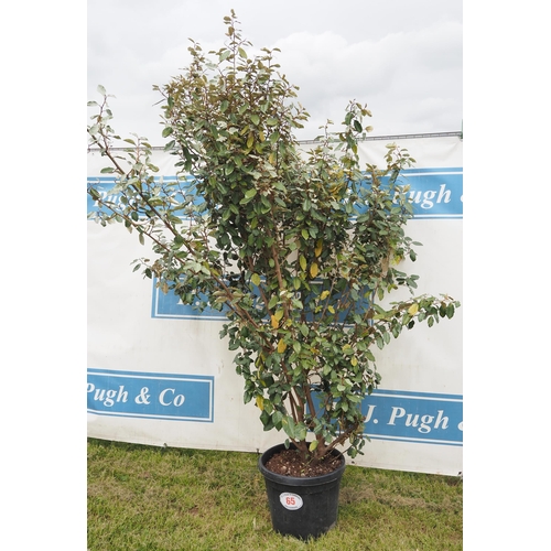 65 - Elaeagnus hardy evergreen 6ft