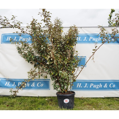 66 - Elaeagnus hardy evergreen 6ft