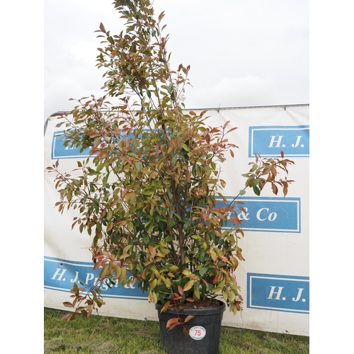 75 - Photinia Red Robin hardy evergreen 8ft