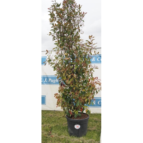 79 - Photinia Red Robin hardy evergreen 8ft