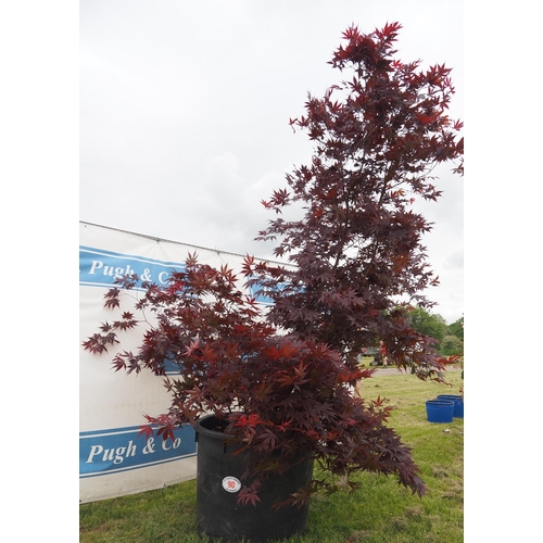 90 - Specimen Acer tree 8ft