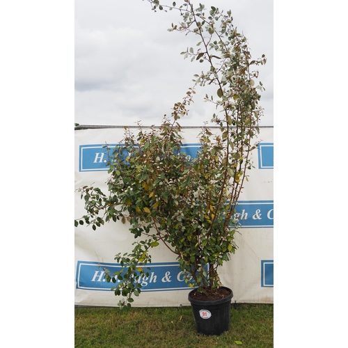 91 - Elaeagnus hardy evergreen 8ft