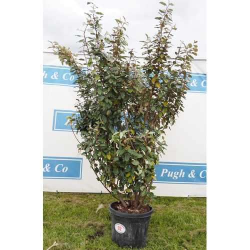 92 - Elaeagnus hardy evergreen 8ft