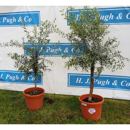 367 - Hardy specimen olive trees 3ft - 2