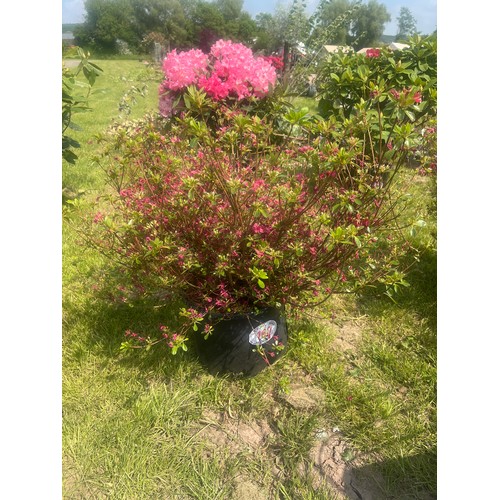 160 - Azalea Japonica