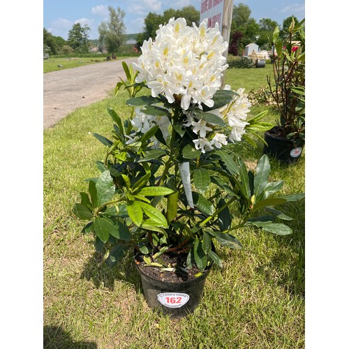 162 - White Rhododendron