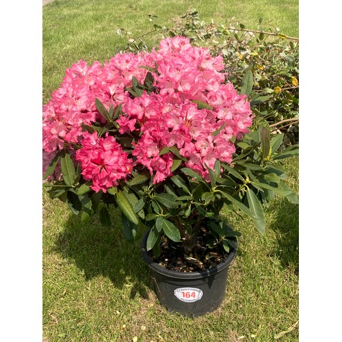 164 - Pink Rhododendron