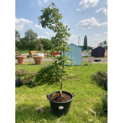 257 - Acer 7ft