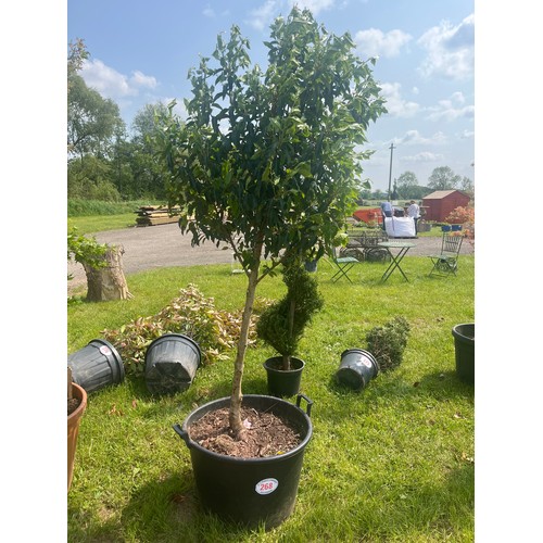 268 - Portuguese Laurel