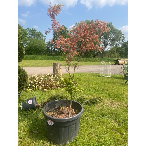 272 - Acer 5ft