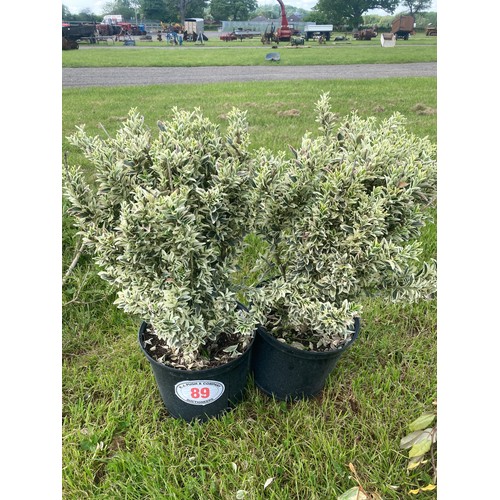 89 - Euonymus Japonicus - 2