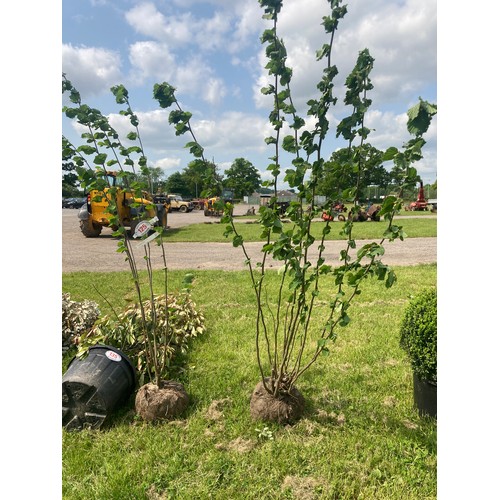 125 - Corylus  rootball 7ft - 2