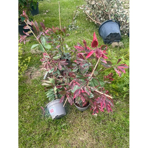 140 - Photinia Louise - 5