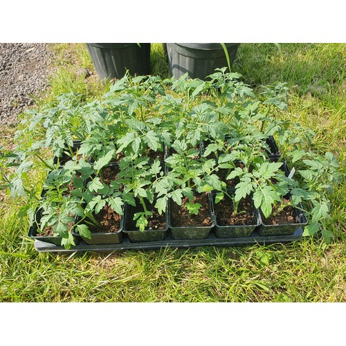 148 - Tomato plants, mixed cherry varieties - 18