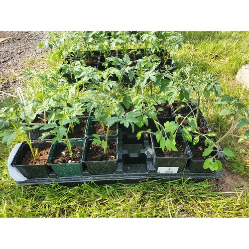 147 - Tomato plants, mixed cherry varieties - 15