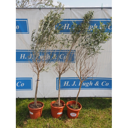 574 - Standard olive trees 5ft - 3