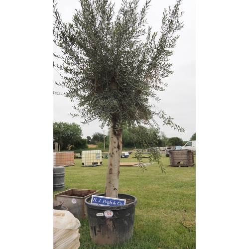 724 - Olive tree 12ft