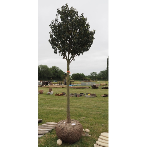 812 - Specimen prunus - rootball