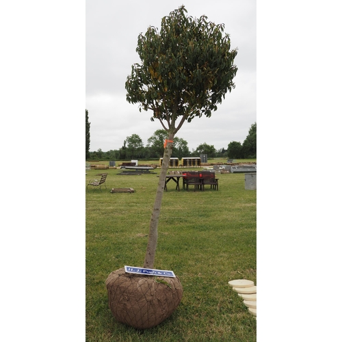 818 - Specimen prunus - rootball