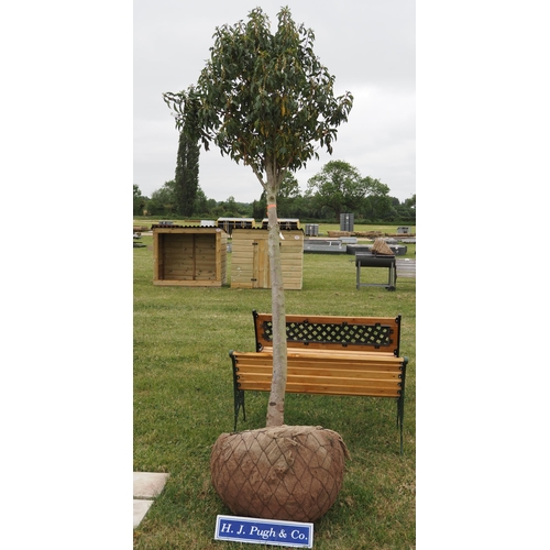 830 - Specimen prunus - rootball