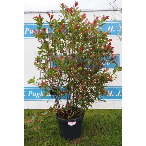 Photinia Dynamo Red