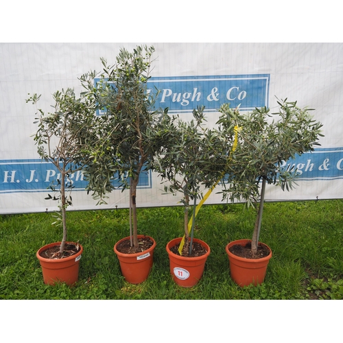 11 - Olive trees 4ft - 2