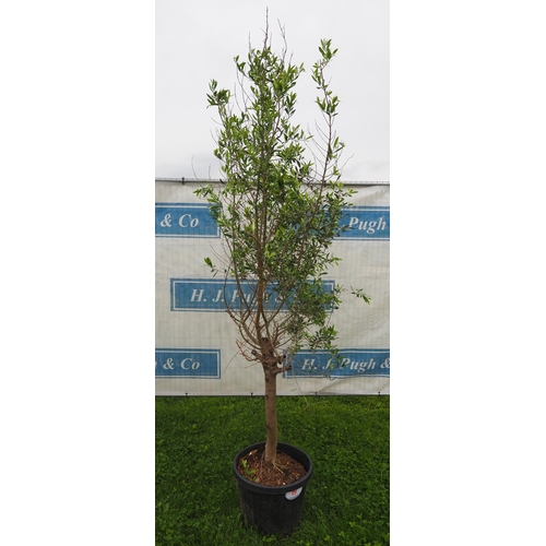 19 - Standard olive tree